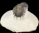 Bargain, Crotalocephalina Trilobite - Foum Zguid, Morocco #49471-3